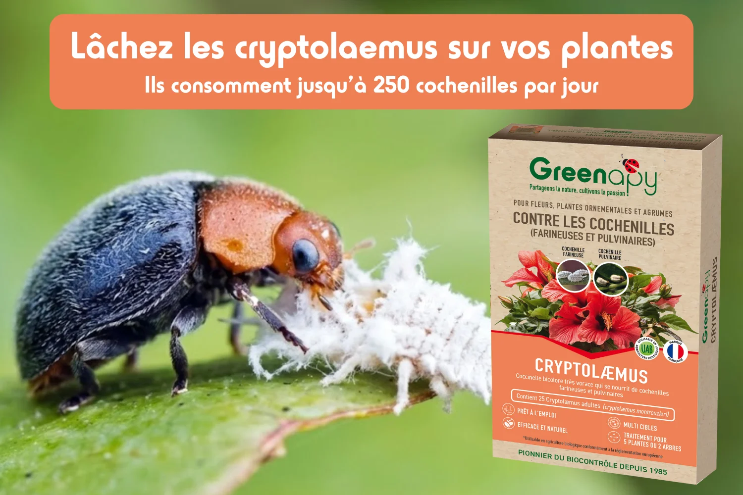 cryptolaemus plantes solution greenapy