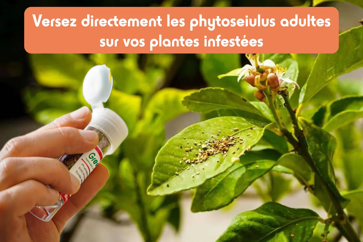 phytoseiulus adultes sur plantes greenapy