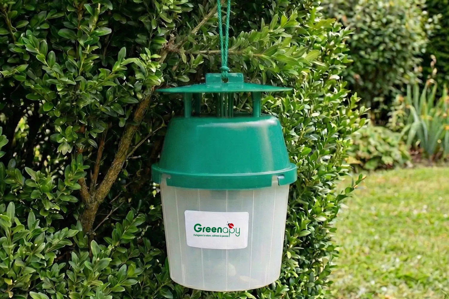 piège à papillons pyrale du buis entonnoir greenapy