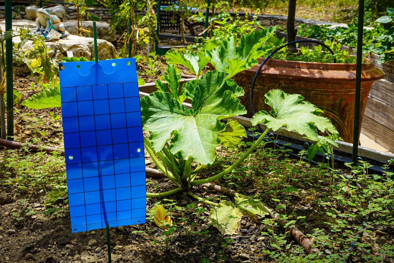 piège chromatique englué bleu greenapy