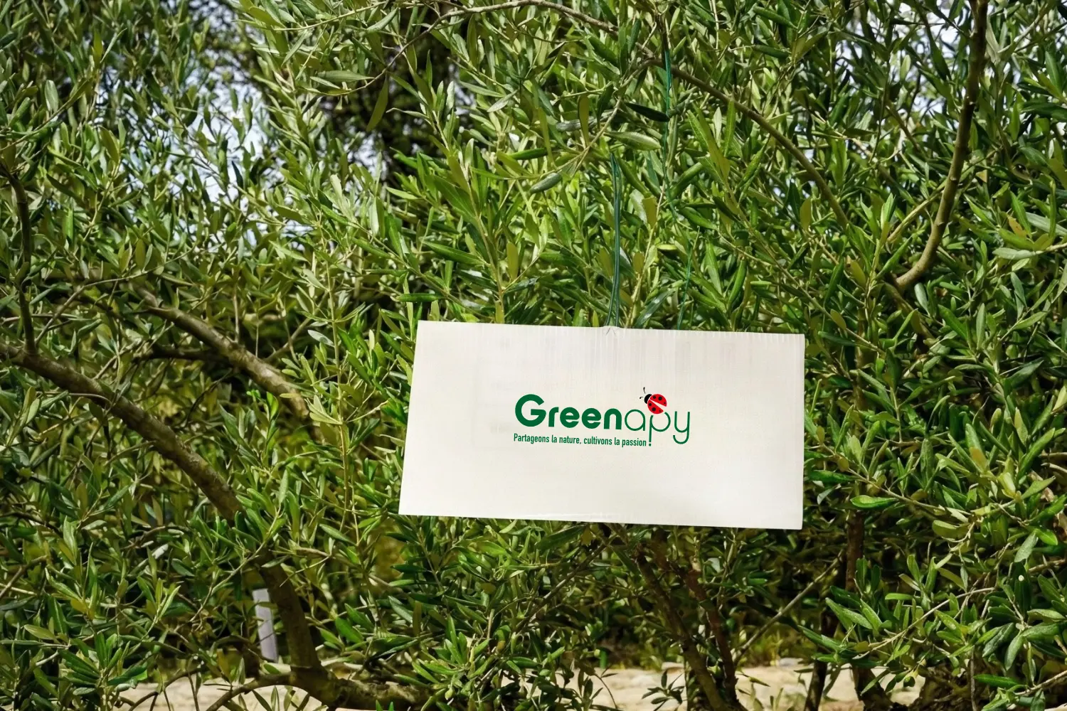 piège dacotrap englué mouches des fruits greenapy