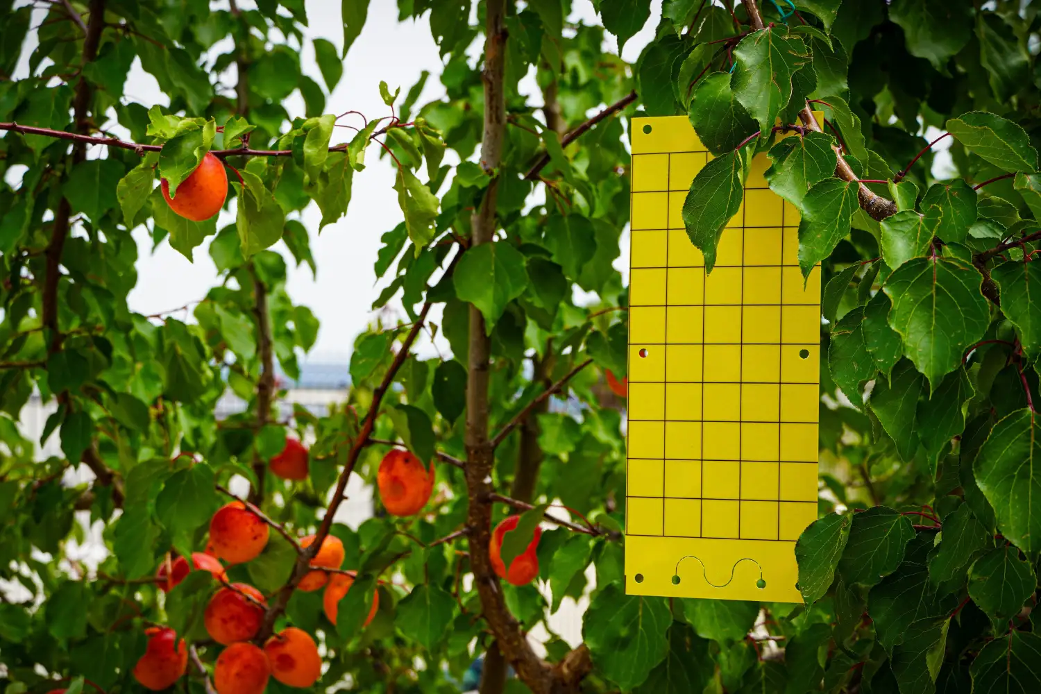 piege englué jaune greenapy