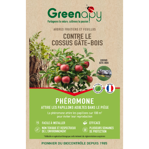 phéromone cossus gâte bois greenapy