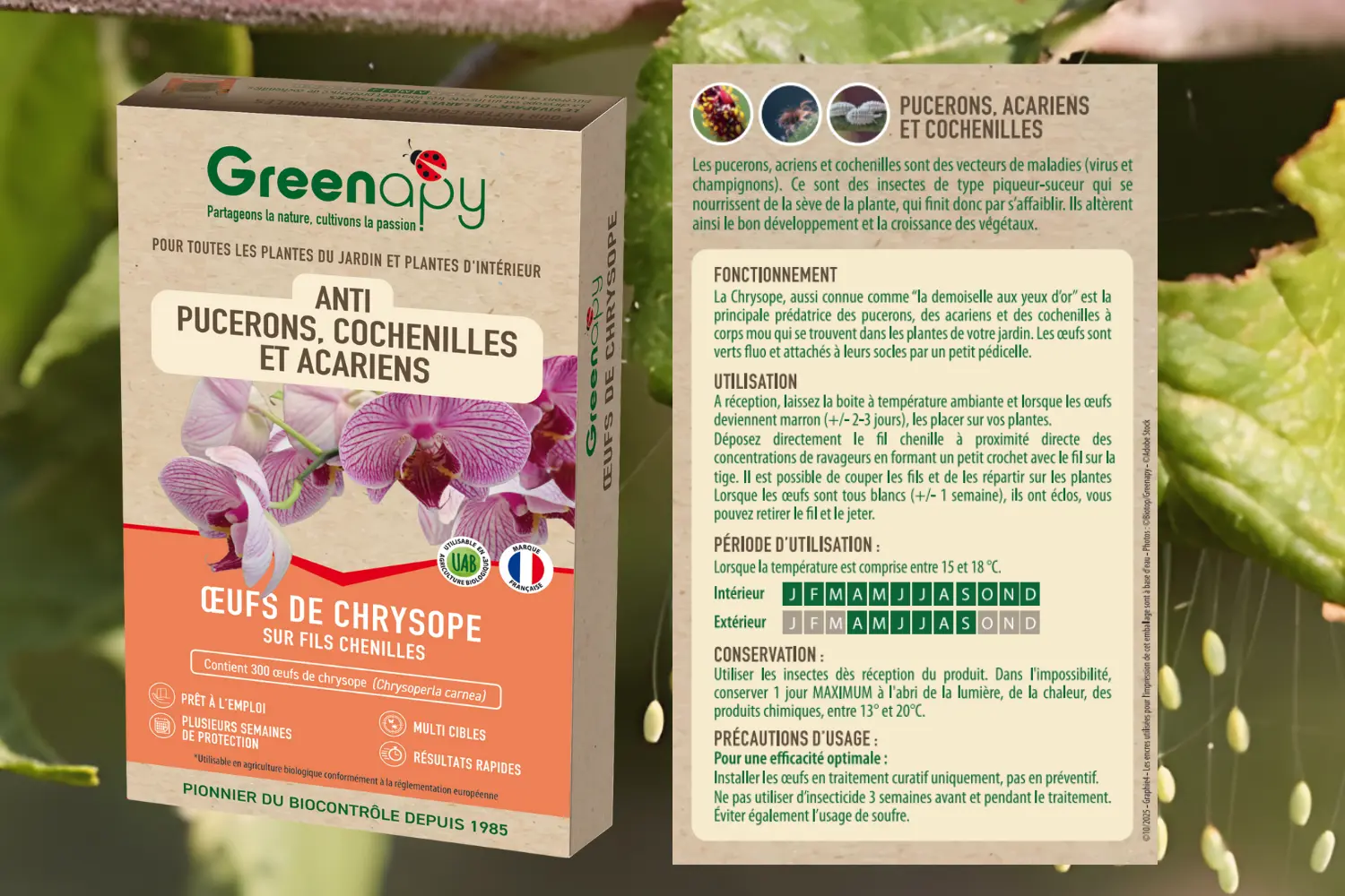 oeufs chrysopes fils chenilles