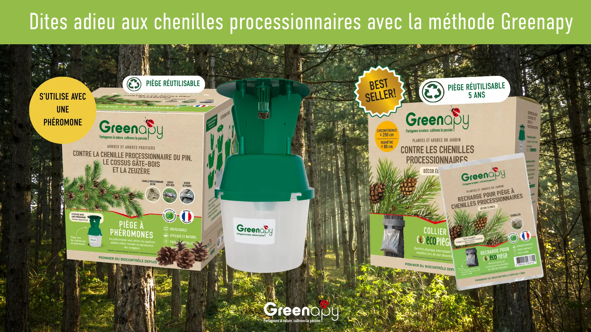Infographie présentant le cycle de vie de la chenille processionnaire du pin et les périodes d’action avec l’Écopiège et le piège entonnoir Greenapy.