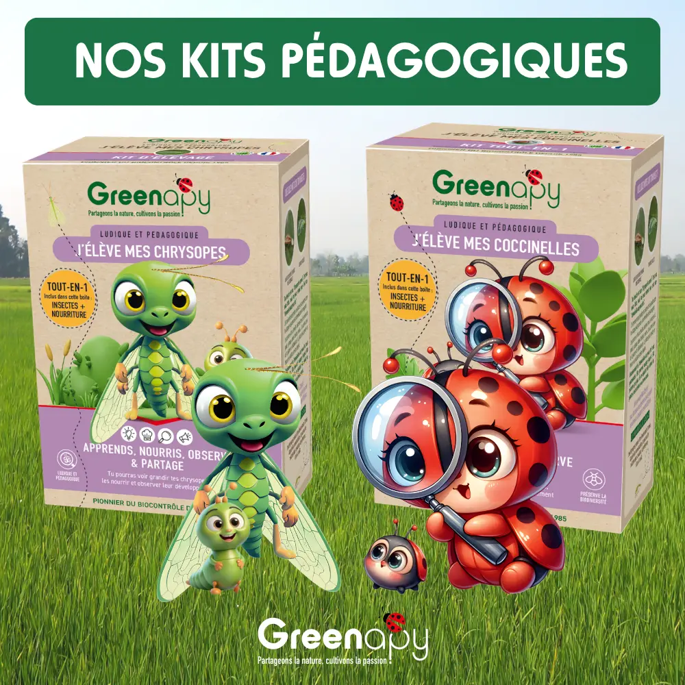 Kit pédagogique d’élevage d’insectes Greenapy avec coccinelles et chrysopes pour enfants