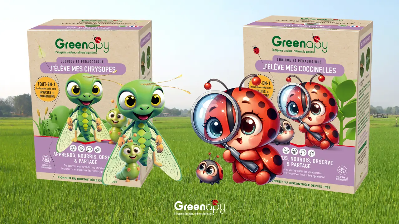 Présentation des kits pédagogiques Greenapy pour l’élevage de coccinelles Coccifly et de chrysopes
