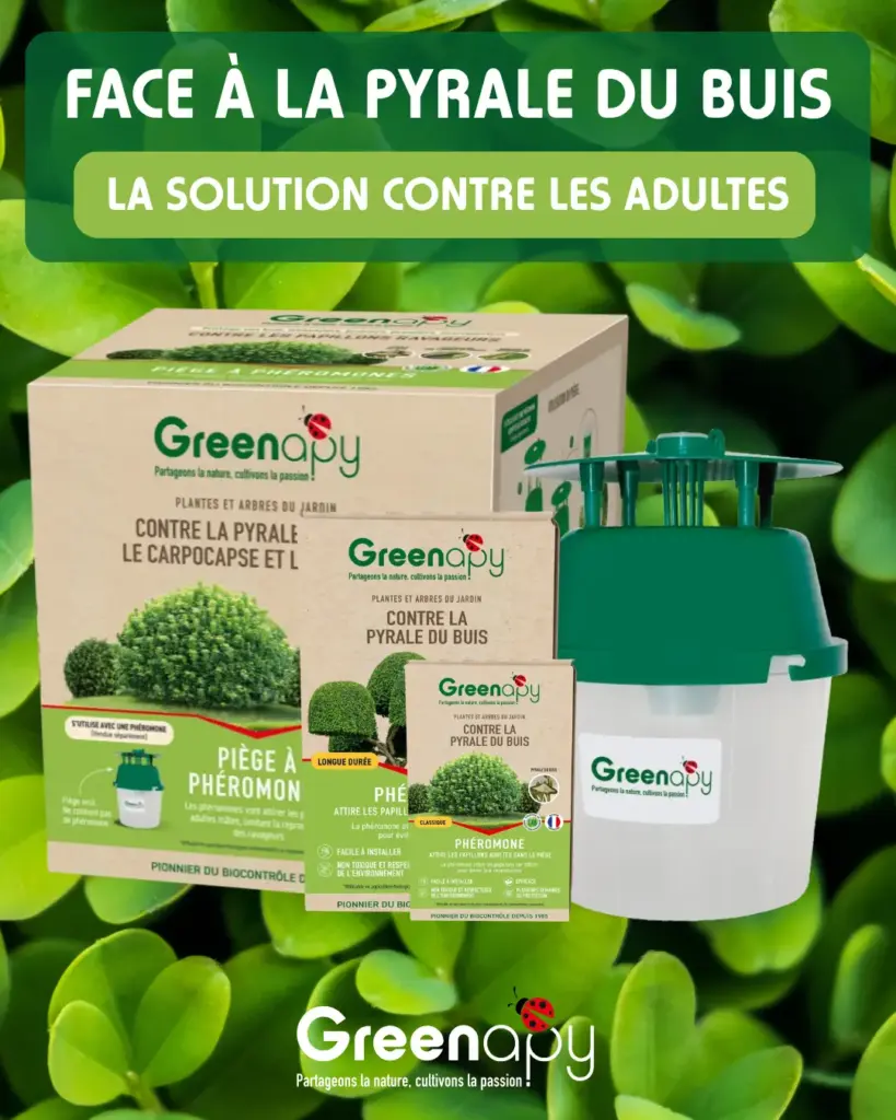 Solution Greenapy contre les adultes de la pyrale du buis avec piège entonnoir et phéromone spécifique