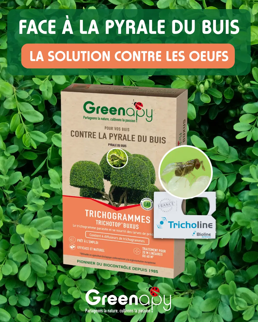 Solution naturelle Greenapy contre les œufs de la pyrale du buis avec diffuseurs de trichogrammes Tricholine Buxus