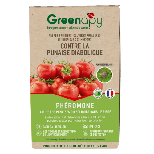 phéromone punaise diabolique