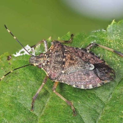 Halyomorpha-halys-Gilles-San-Martin