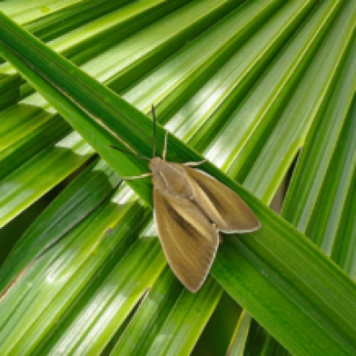 Le-papillon-du-palmier-e1686642818444
