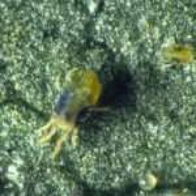 Tetranychus-urticae_©BiolineAgrosciences-3-1-150x150