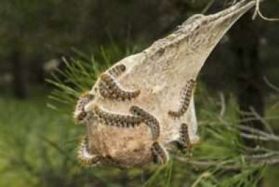 ajdn-chenilles-2-300x201