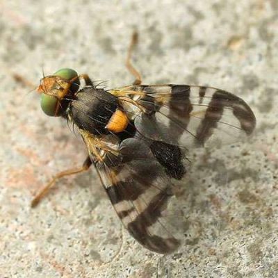 mouche-cerise