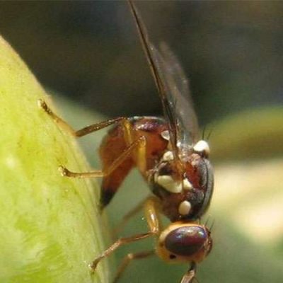 mouche-olive