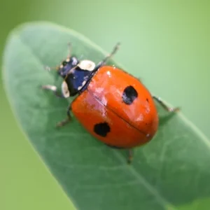 solutions menu coccinelle adalia