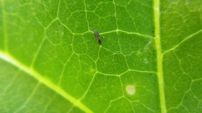 thrips