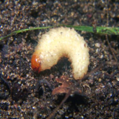 vertsblancs